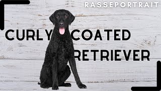 CURLY COATED Retriever  Geschichte Charakter amp Haltung Rassecheck [upl. by Idnar]