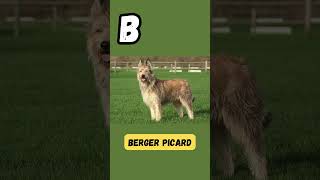 Bark and Learn  B for Beagle  ABC Dog Name Series for Kids abcd kids viral shorts learning [upl. by Rumney]