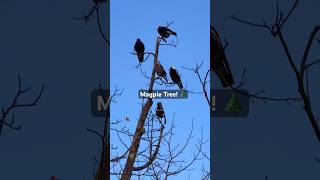 Magpie Calling Sounds magpie call song bird [upl. by Millman855]