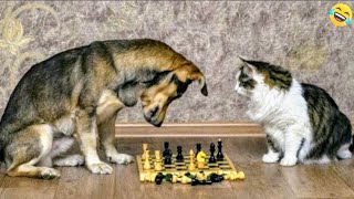 Funny ANIMALS videos🤗Funniest CATS😹 and DOGS🐕 2024 [upl. by Lesirg]