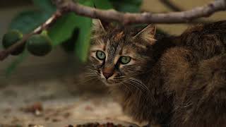 Purrrfect Facts About The Borneo Bay Cat Kids Will Love [upl. by Demott]