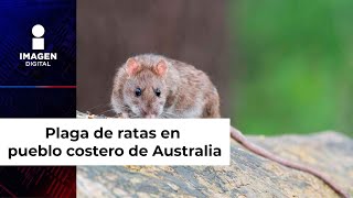 Plaga de ratas invade a un pueblo costero de Australia [upl. by Sumaes]