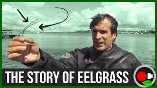 The Story of Eelgrass amp Eutrophication [upl. by Eimma]