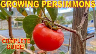 The BEST GUIDE To GROWING PERSIMMON TREES On The Internet [upl. by Alius]