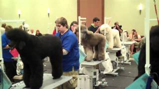 All American Dog grooming Show Competition [upl. by Annayt981]