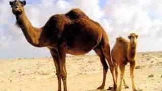 Camel Song [upl. by Johanan193]