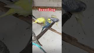 Breeding start budgies breeding birds briding breedingtips breedingprogress parrot [upl. by Aicercul]