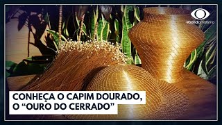 Conheça o capim dourado o “ouro do cerrado”  Jornal da Band [upl. by Anole]