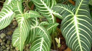 Beautiful leafy plant  Caladium lindenii Magnificum [upl. by Nyvrem]