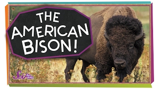 Meet the American Bison [upl. by Norramic655]