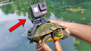 BEST GoPro on a Turtle Swimming Underwater [upl. by Diraj276]