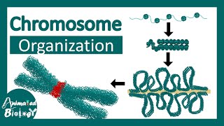 Chromosome structure  Chromatin organization  3D chromatin  levels of organization in chromosomes [upl. by Baniaz513]