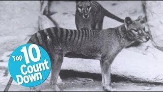 Top 10 Extinct Animals [upl. by Evangelin]