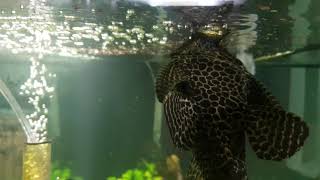 Sailfin Pleco [upl. by Burrus]