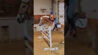 bigeq here we come horse equestrian haflinger horsejumping [upl. by Sherris522]