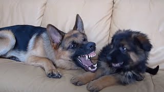 German Shepherd and Puppy Playing On Couch [upl. by Tiduj192]