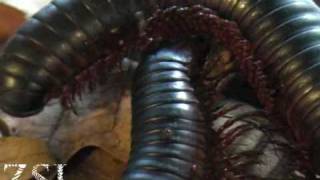 Giant Millipede  Interview [upl. by Nytsuj]