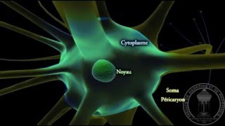 Physiologie du système nerveux  Neurone  partie 1 [upl. by Hubble370]