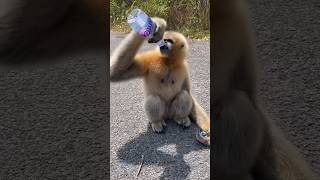 Gibbon Is Thirsty🥹 gibbons gibbon monkeys [upl. by Egrog]