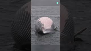 Is Dead Whale Dangerous 🤔 [upl. by Crista]