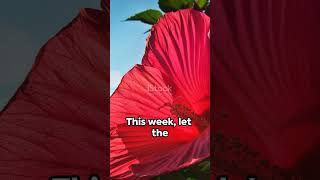 Hibiscus Magical Flower Week of Sept 9 to Sept 16 2024 hibiscus flower flowers flowermeaning [upl. by Enelrak]