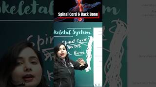 Human Skeleton System  Spinal Cord amp Back bone ShortsFeed Science SSC PW [upl. by Aenahs]