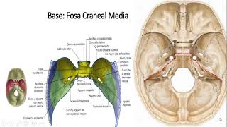 fosa craneal media y posterior [upl. by Susejedairam845]