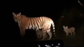 Masinagudi Tiger Spotted  Night safari  Ooty Tiger spotted  Road Trip Wild Animals [upl. by Alleyne593]