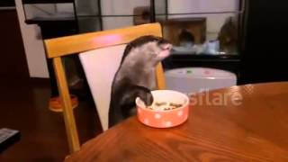 Pet otter eats at table  well behaved otter [upl. by Chery536]