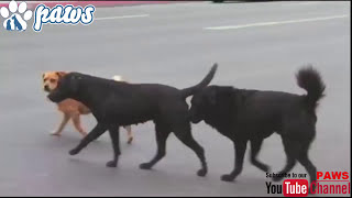 Pitbull amp Rottweiler fight over dominance [upl. by Nairrot363]