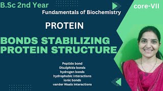 ProteinsBonds Stabilizing Protein Structure BSc 2nd yearPeptide BondsDisulfide bonds [upl. by Enyehc]