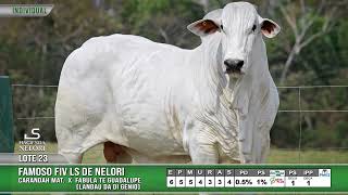 LOTE 23  FAMOSO FIV LS DE NELORI [upl. by Ahseneuq]