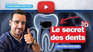 Le SECRET des DENTS  le NERF dentaire [upl. by Maryly]