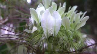 Crateva religiosa Sacred garlic pear  Temple plant [upl. by Cheng]