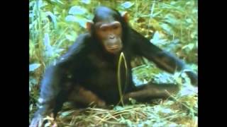 Chimp Patrol [upl. by Brannon]