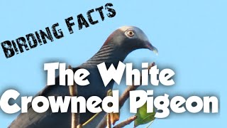 White Crowned Pigeon endangered Mini documentary ID food  how to ID habitat nesting behavior [upl. by Pittel]