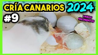 9 CRÍA CANARIOS 2024  💥 INCREÍBLE Nada supera éstos momentos [upl. by Linnet]