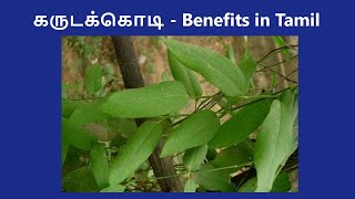 Garudakodi  Benefits in Tamil  Aristolochia Indica  siddhamedicine antivenom ayurveda [upl. by Gustaf632]