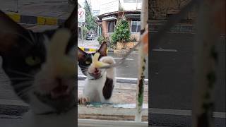 Viral Cat loves Sayote 🐱 Chayote shorts cat youtubeshorts viral viralvideo trendingshorts [upl. by Pavel]