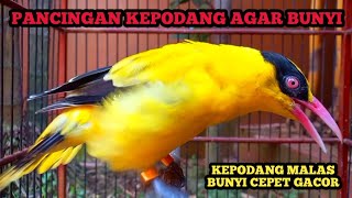 Kicau Suara Burung KEPODANG EMAS GACOR Buat Pancingan Kepodang Agar Bunyi [upl. by Ztirf]