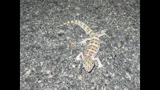 In Search of the Geckos of Borrego NightRiding and Herping [upl. by Jemie]