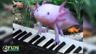 AXOLOTL cute pets compilation [upl. by Sibie]