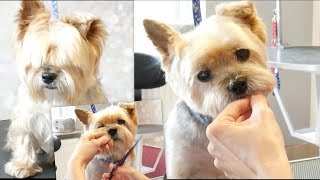 PetGroooming  Grooming Senior Yorkie 92 [upl. by Frazier]