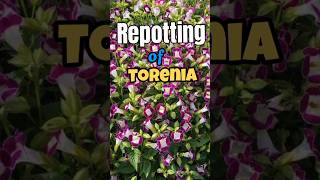 Shopping 🛒 amp Repotting of Torenia Plants WishboneFlower torenia shorts viral reels trending [upl. by Luther]