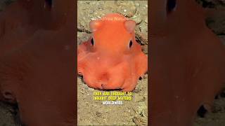 The Cute Flapjack Octopus  Scientists Even Considered Naming It Adorabilis shorts octopus [upl. by Auahsoj]