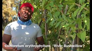 Combretum erythrophyllum “River Bushwillow” [upl. by Enylrac]