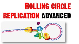 Rolling circle replication advanced [upl. by Maiah]