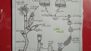 Life cycle of obeliabsc notes [upl. by Attennot]