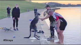 Kangaroo Shake Hands with Humans after being Saved Australia [upl. by Yadseut295]