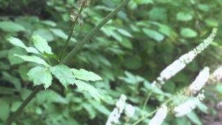 Black Cohosh Root Side Effects [upl. by Costanza759]